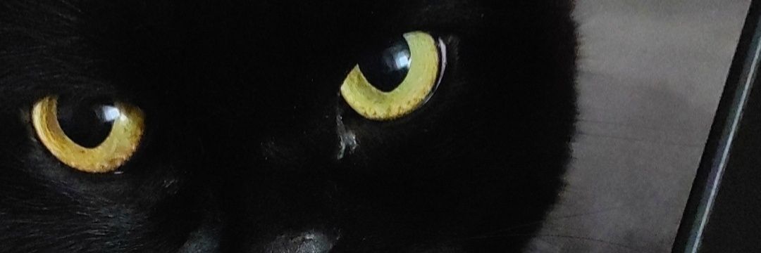 Laura ˊᵕˋ banner