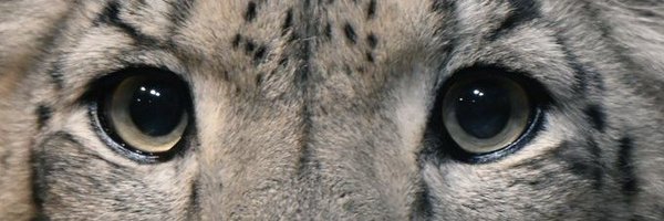 CatReviewer Profile Banner