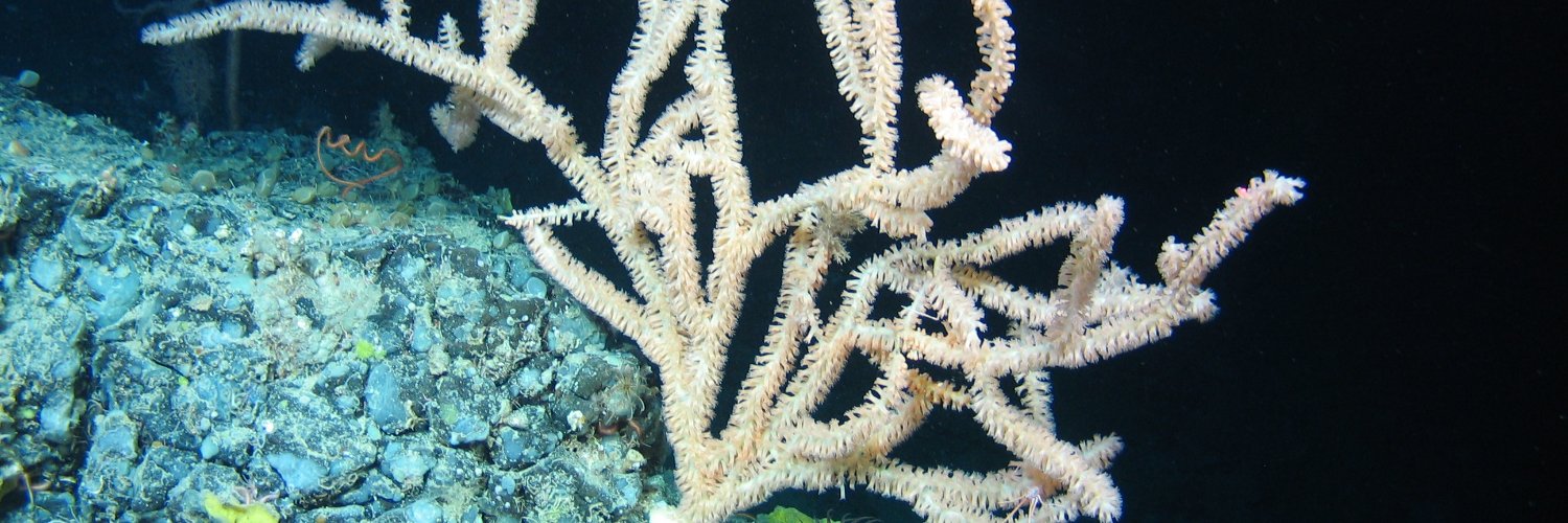 Declan Morrissey banner