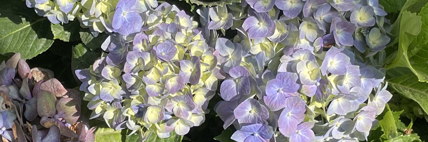 ✨ J A I R O ✨ banner