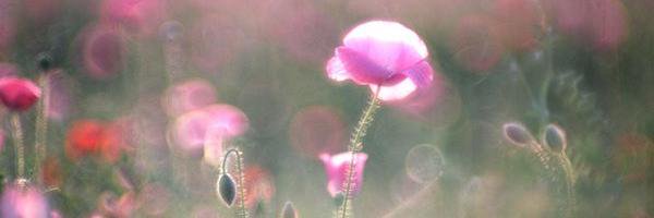 RedJuliaRed's profile banner image