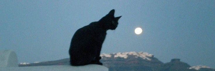 leo 🐈's banner