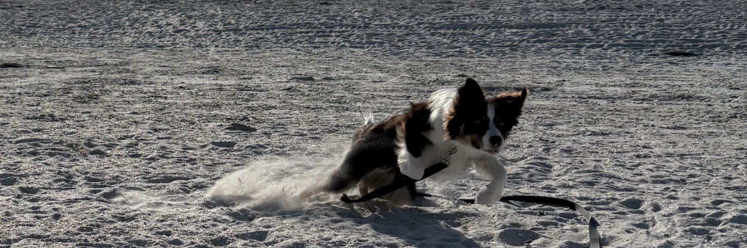 𝐉𝐞𝐬𝐬𝐢𝐞 🌊 banner