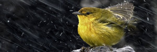 davision Profile Banner