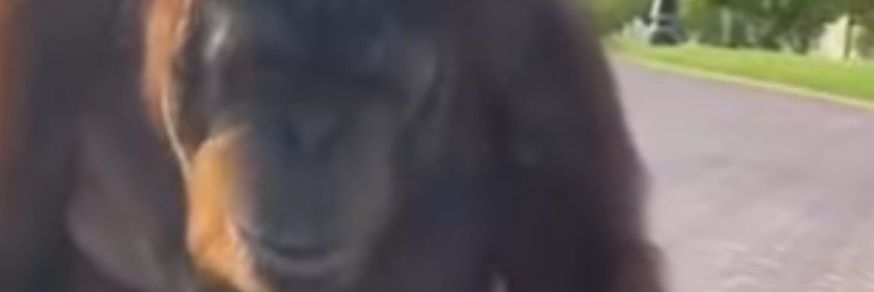 daily_monke's profile banner image