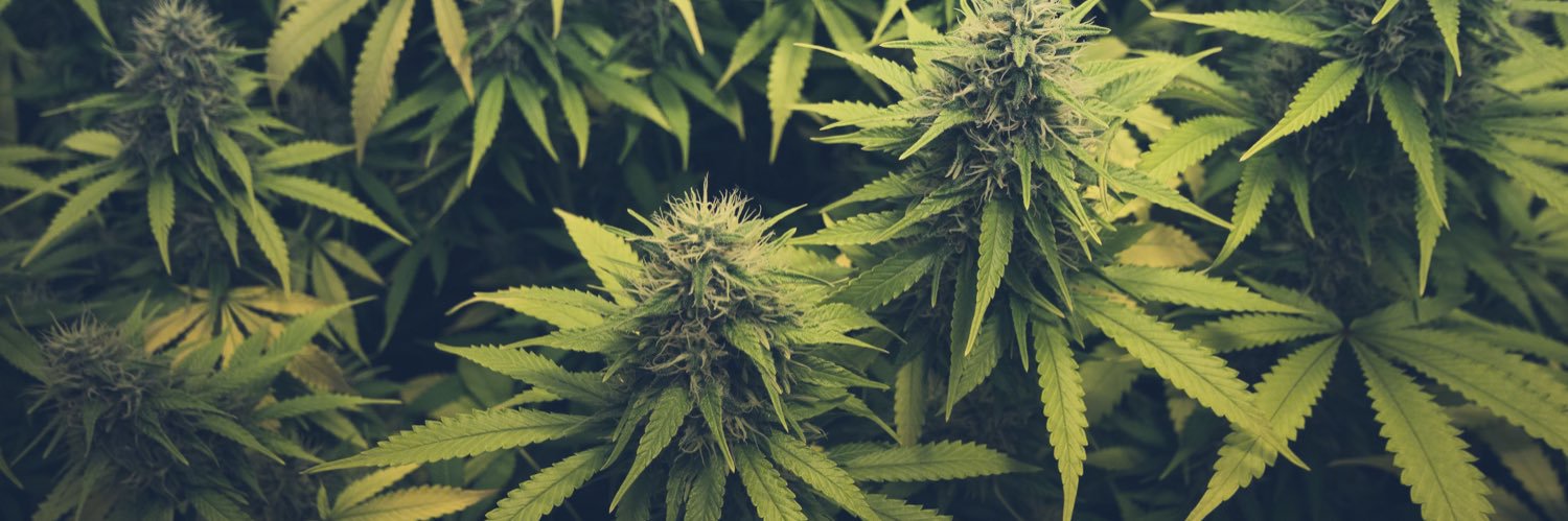 KUSHCommon banner