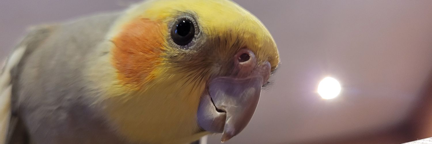 Luizonk's profile banner image