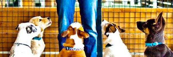 PeaceLoveDogs_'s profile banner image