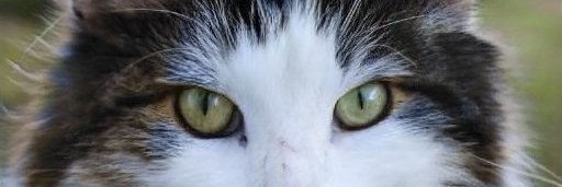 KellyRa69676495's profile banner image