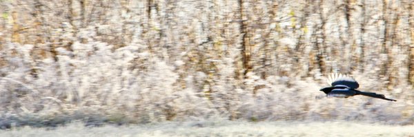 jomithor Profile Banner