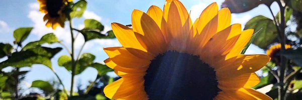 CRileyNL Profile Banner