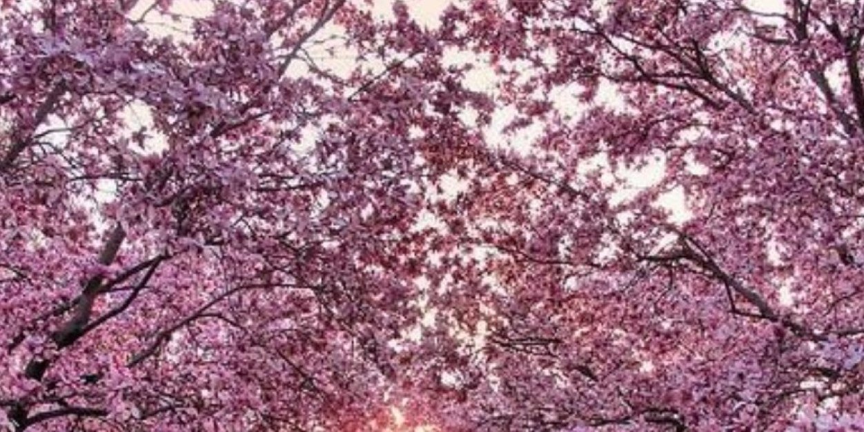 MeguLover41's profile banner image