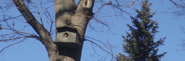 LawrenceCSquirr Profile Banner