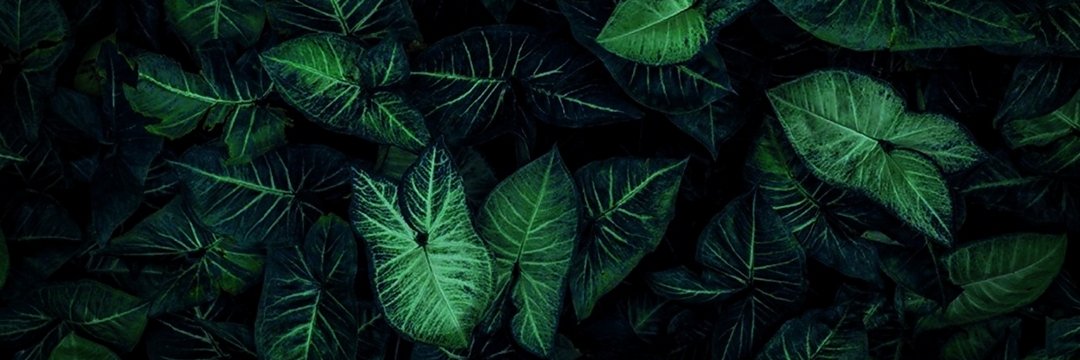 Mary⁷ banner