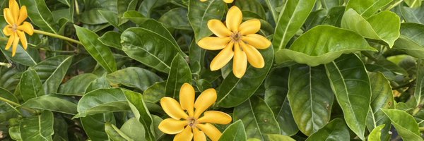 JenniferKeene Profile Banner