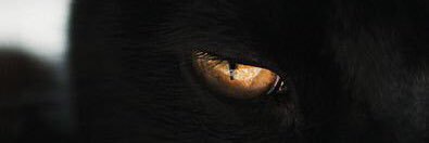 torironni's profile banner image