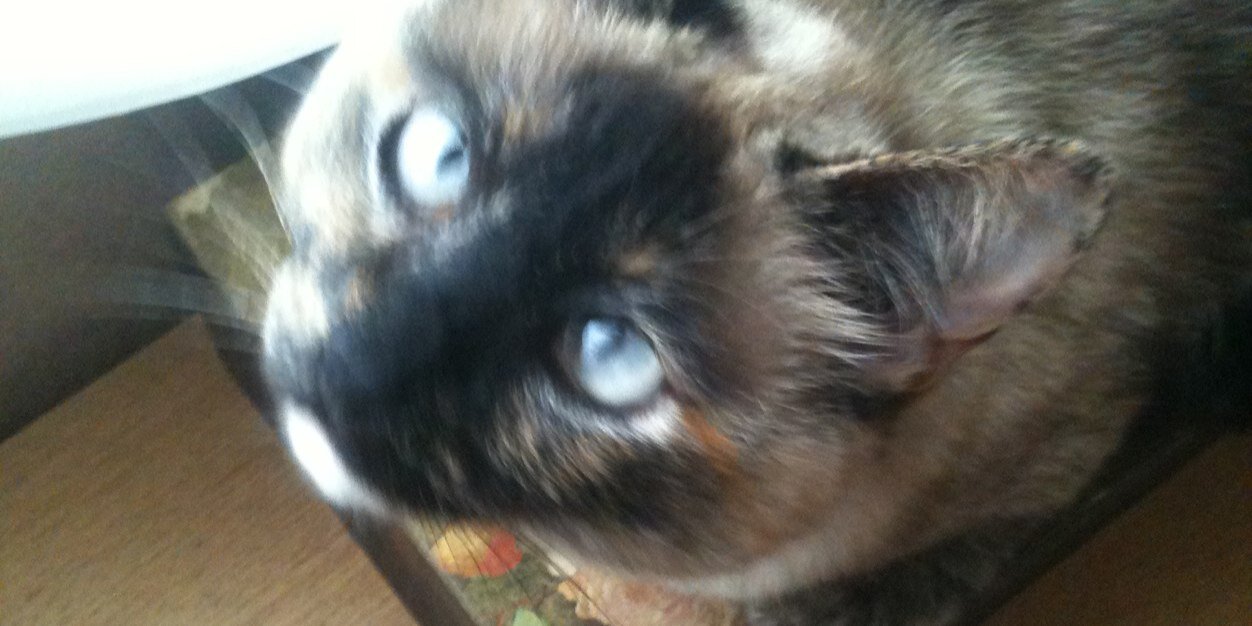 Adriana Carvalho banner