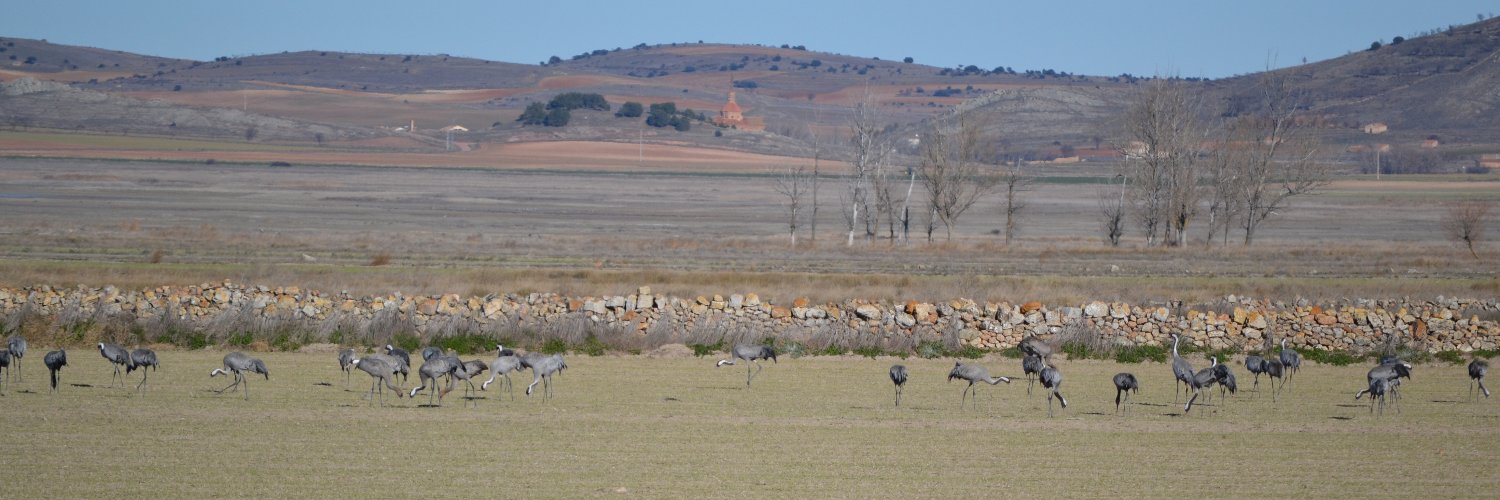 Félix Picazo banner