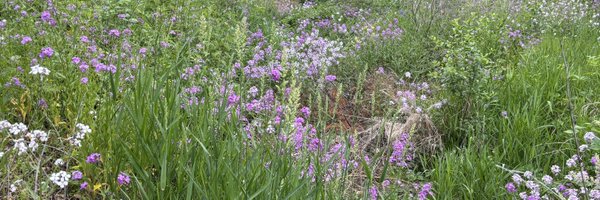 anoncat47680351 Profile Banner