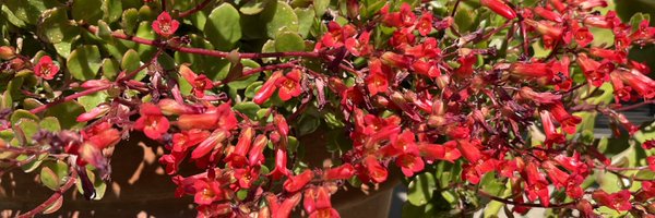 ShaunaDillard Profile Banner