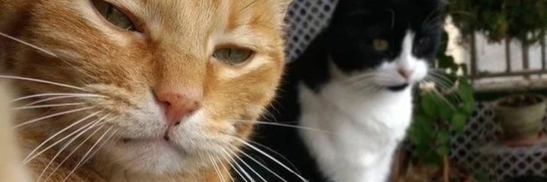 dat crazy 'MahdafaqQa' banner