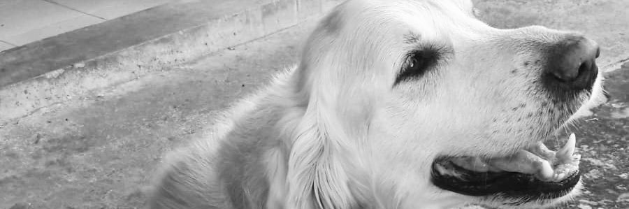 Luchi banner