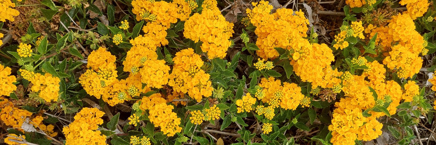 Elizabeth Blackwell banner