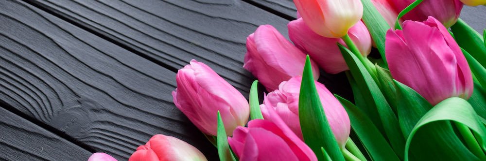 Sonia Connell banner