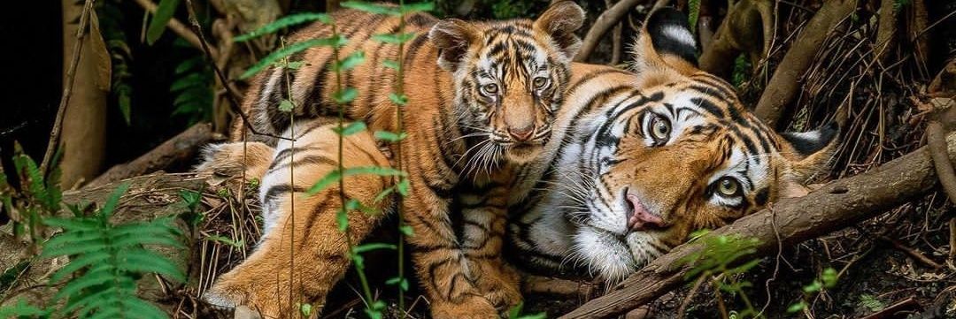 Tigress_here's profile banner image