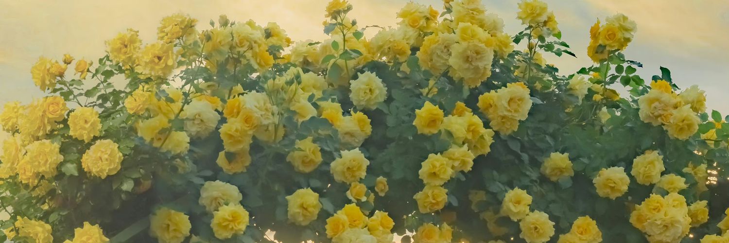zy77826's profile banner image