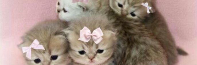 dollybones333's profile banner image
