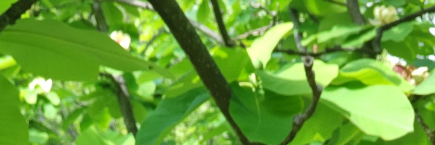 sumo_ichiban's profile banner image
