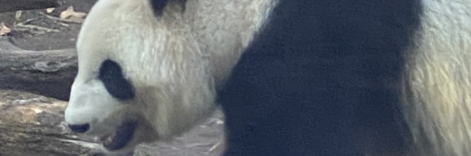 sudachiandremon's profile banner image