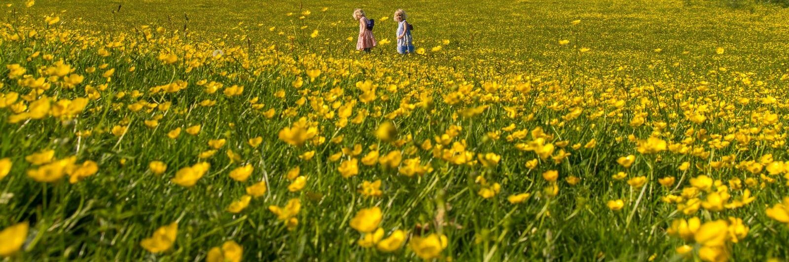 Elaine Macaninch RD banner