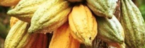 Dorothy L.E. Elliott banner
