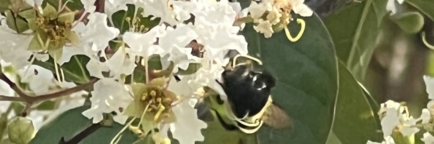 european cabbage butterfly banner