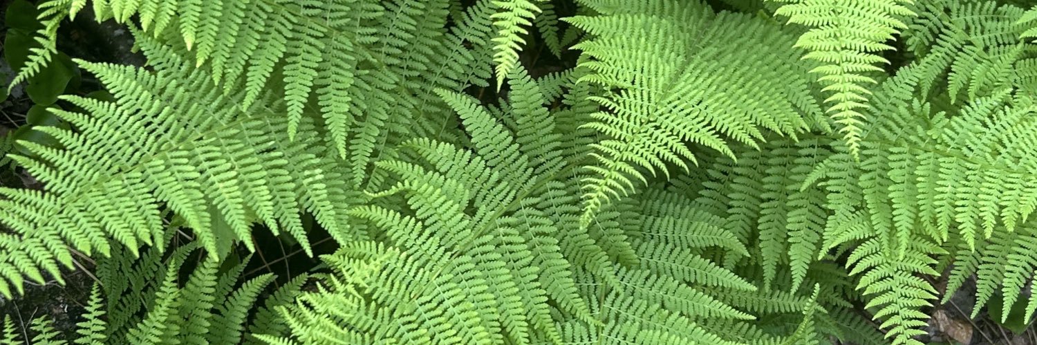 bog monster synthmoss✨ banner