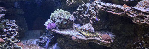 mspetersens Profile Banner