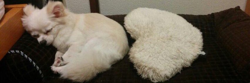 pochan520's profile banner image