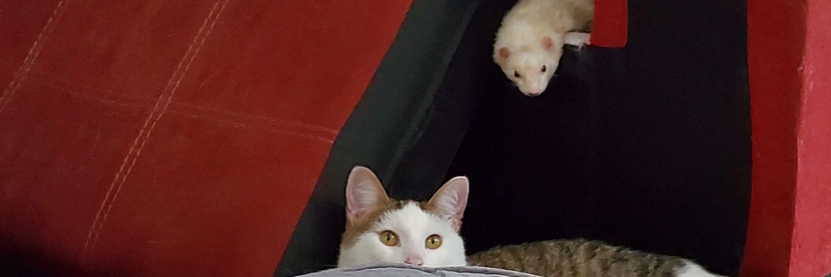 lAndoN of the Woods banner