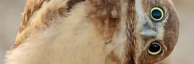 DToddleberry's profile banner image