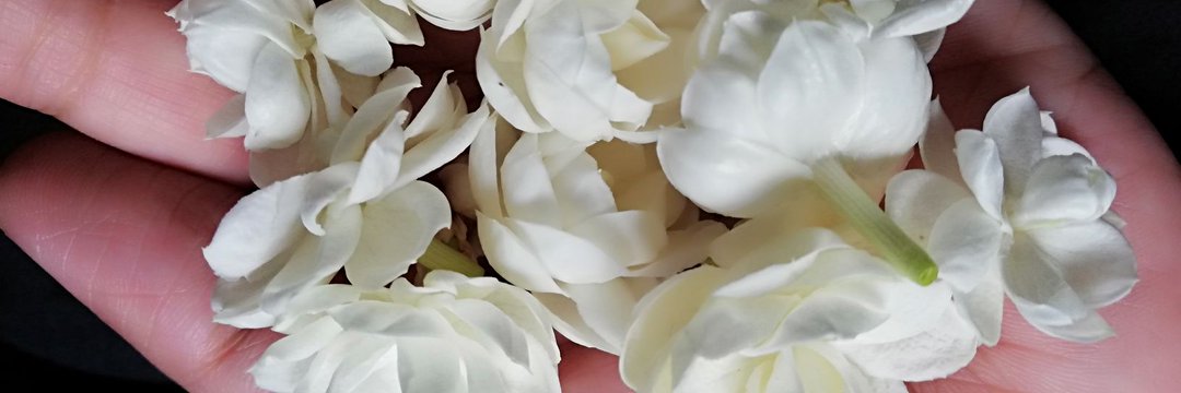Siddraah's profile banner image