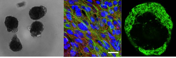 MummeryLab Profile Banner