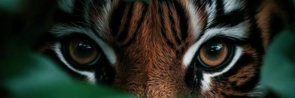 TiggObittypanda's profile banner image