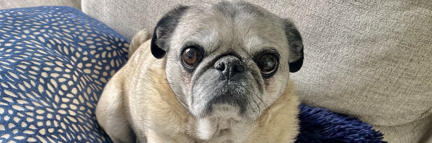 PugloverDeb's profile banner image