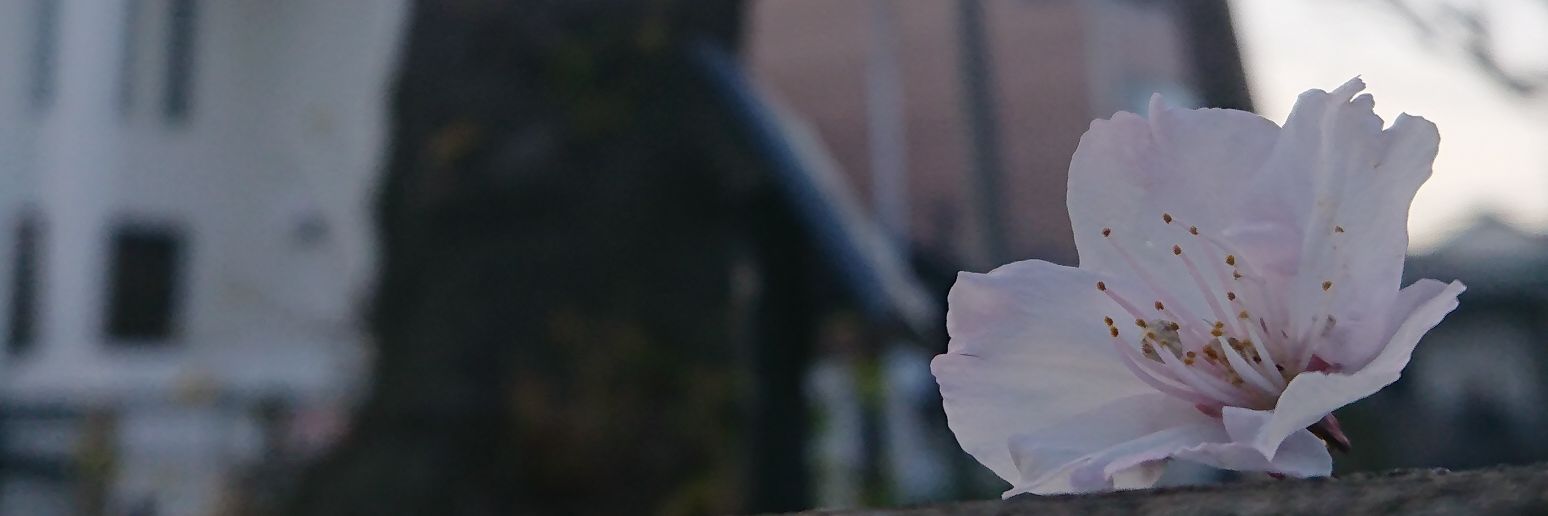 yumi_cherry's profile banner image