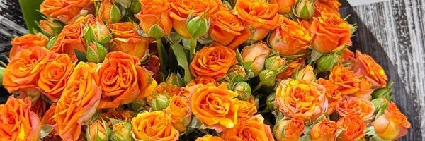 zynb22266507 Profile Banner