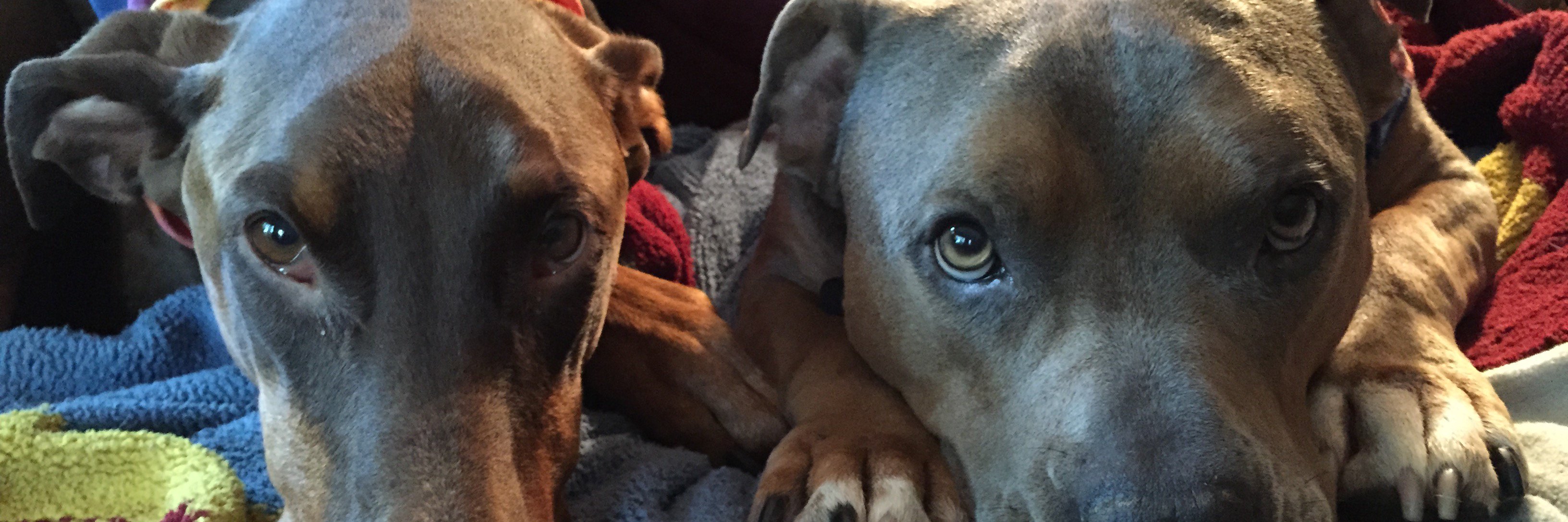 Meredith Berry banner