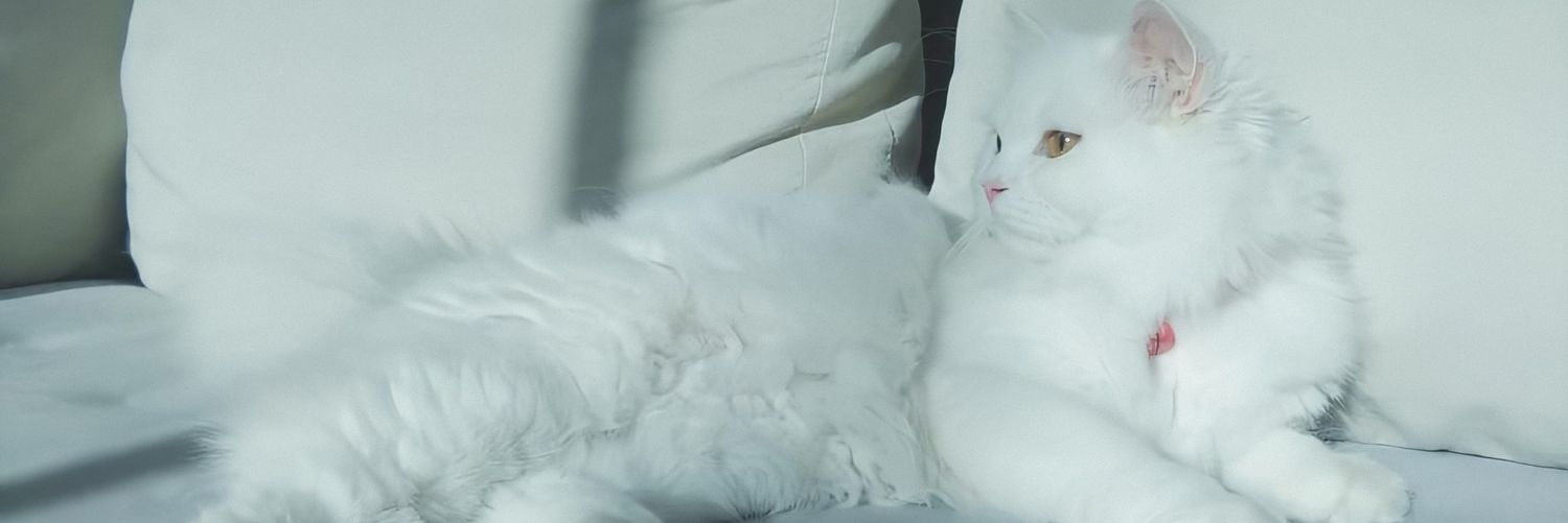 ploy500's profile banner image