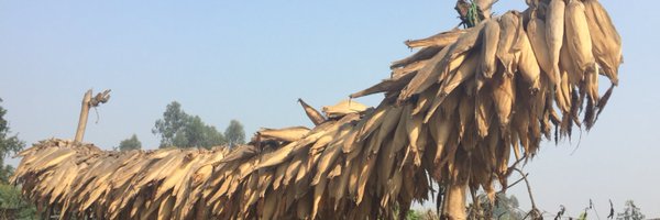 SAS_AAEA Profile Banner